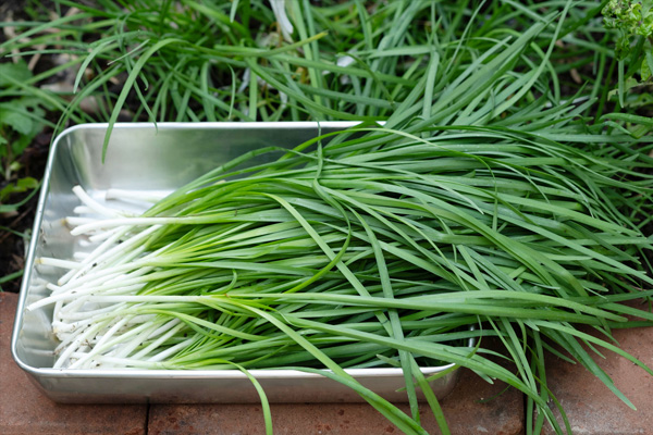 深圳蔬菜配送|深圳农产品配送|深圳送菜公司-深圳市欣美农副产品配送有限公司