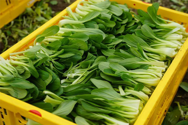 深圳蔬菜配送|深圳农产品配送|深圳送菜公司-深圳市欣美农副产品配送有限公司