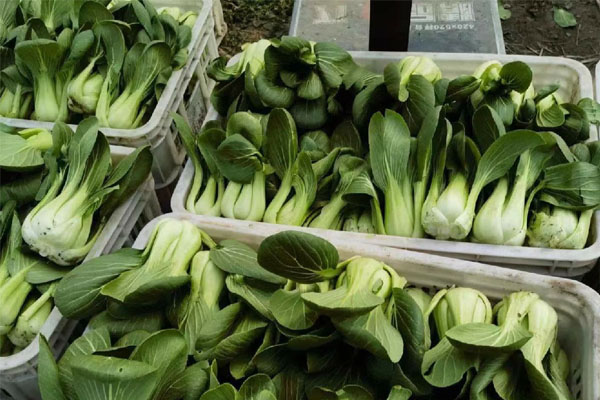 深圳蔬菜配送|深圳农产品配送|深圳送菜公司-深圳市欣美农副产品配送有限公司