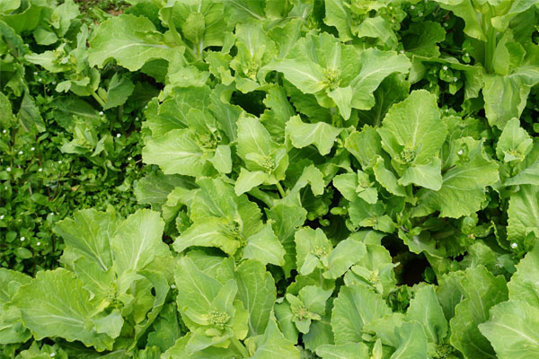 深圳蔬菜配送|深圳农产品配送|深圳送菜公司-深圳市欣美农副产品配送有限公司