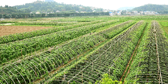 福州蔬菜配送|福州农产品配送|福州送菜公司-欣美农产品（福州）有限公司