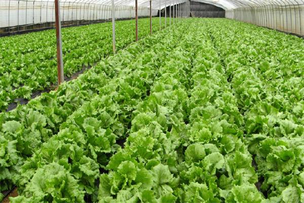 深圳蔬菜配送|深圳农产品配送|深圳送菜公司-深圳市欣美农副产品配送有限公司