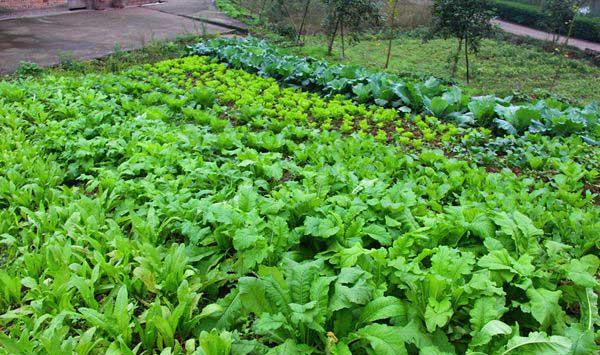 福州蔬菜配送告訴你下雨天蔬菜如何管理    -欣美農產品（福州）有限公司