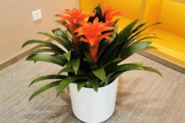室内花卉租赁之适合摆在办公室的植物有哪些-深圳市花谷里园艺有限公司