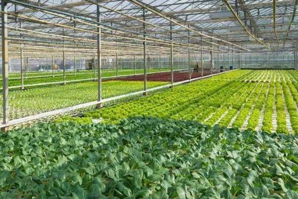 农产品配送公司提醒你冬季御寒多吃这几种食物
